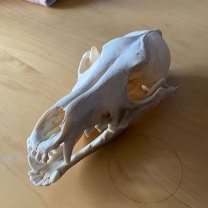 Animal skull